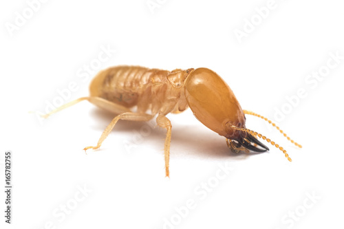 Soldier termite on white background photo