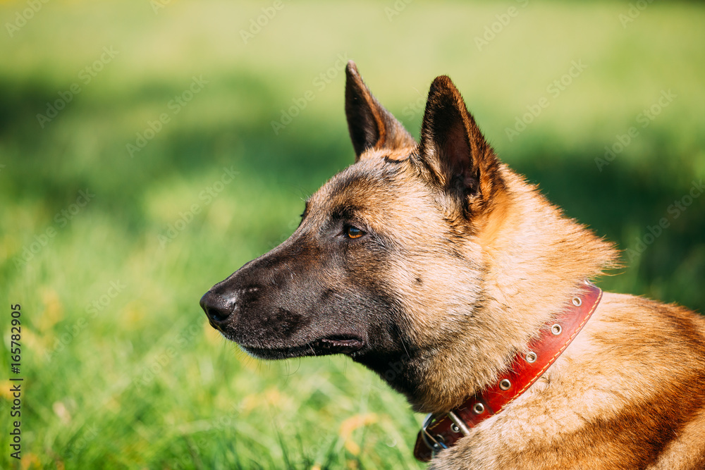 Malinois Dog Sit Outdoors In Green Grass Malinois Dog Sit Outdoors In Green Grass