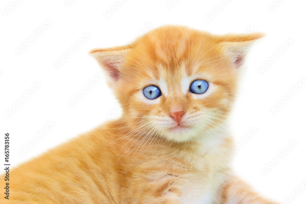 Cropped shot of red kitten isolated on white background.
