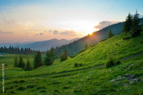 Sun setting behind spruce trees on a lush green slope. Tiny figures of sheep in the distance. Several clouds in the sky at sunset. Warm summer evening. Marmarosh range, Carpathian mountains, Ukraine