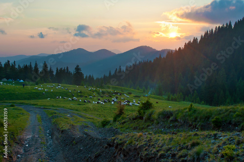 Sun setting above the pine forest and mountain tops. Herd of sheep grazing in the distance. Several clouds in the sky at sunset. Warm summer evening. Marmarosh range, Carpathian mountains, Ukraine