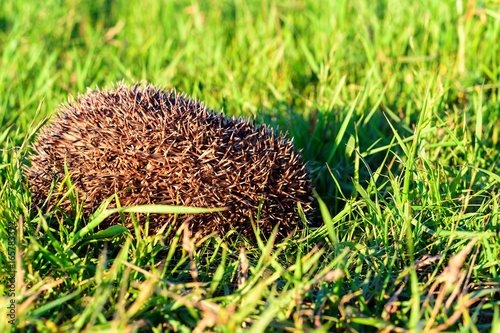 Hedgehog on green grass