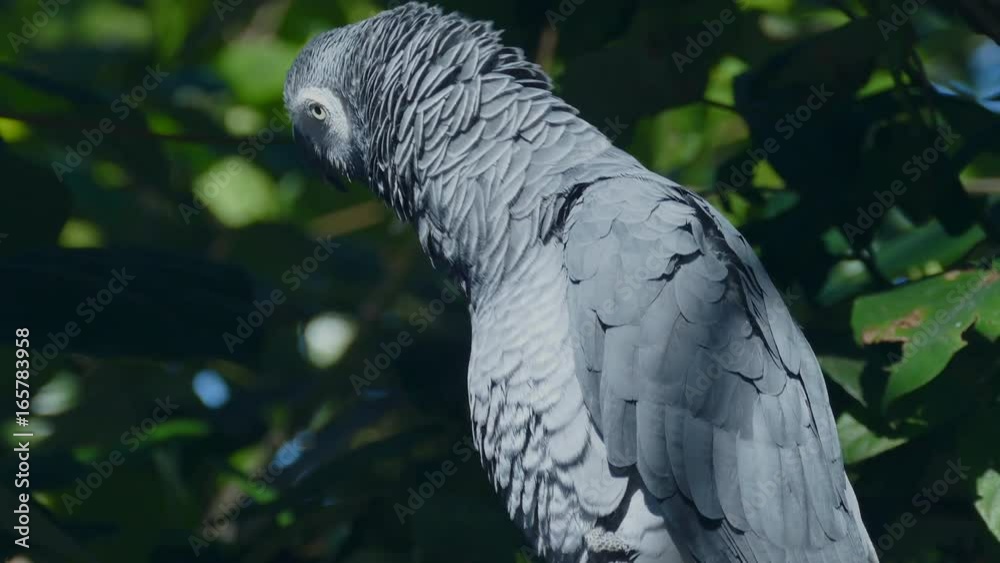Close up of an African grey parrot sitting on a perch. Close up of an African grey parrot sitting on a perch.
