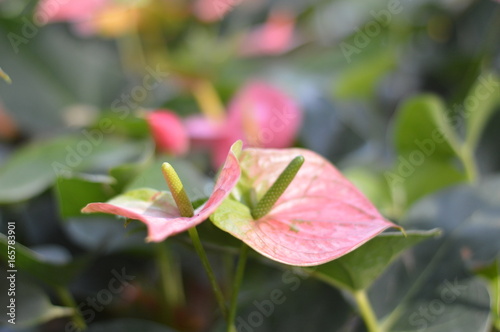 Flamingo flower also known as anthurium, tailflower and laceleaf