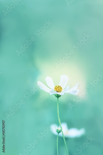 A gentle white flower of the kosmei in the garden. Lovely soft azure background
 photo