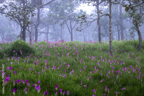 Wallpaper Mural Siam tulip(Krachai flower) Torontodigital.ca