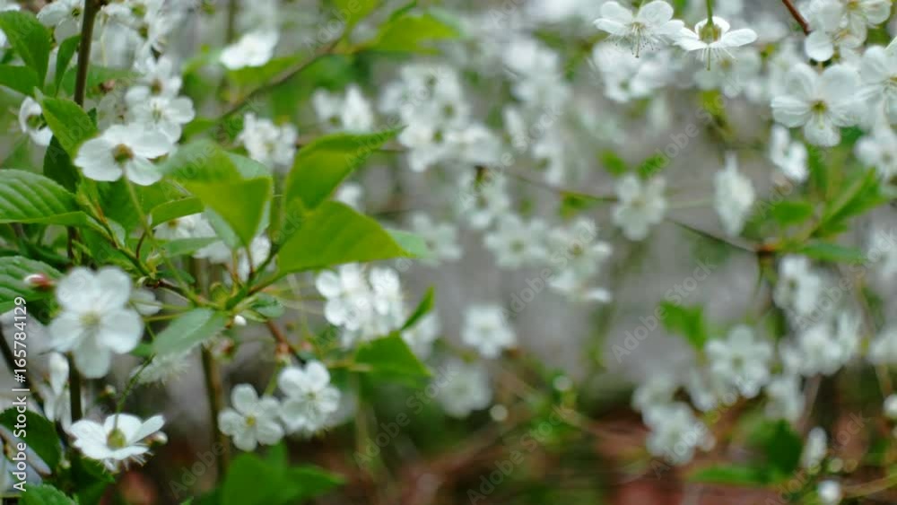 Flowering Trees in Spring Flowers Blossoms on the Branches Cherry Tree. Flowering Trees in Spring Flowers Blossoms on the Branches Cherry Tree.