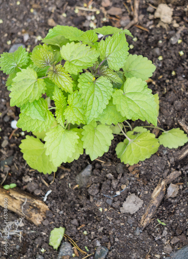 Anis-Ysop, Agastache foeniculum Anis-Ysop, Agastache foeniculum