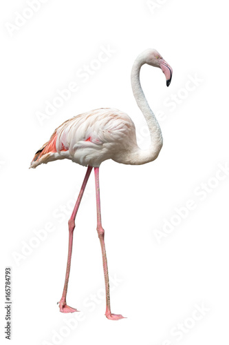 Flamingo Isolated on white background with clipping path.