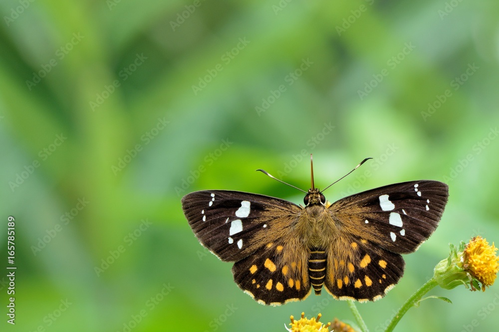 Butterfly from the Taiwan (Celaenorrhinus maculosus)Large meteor hesperiids butterfly Butterfly from the Taiwan (Celaenorrhinus maculosus)Large meteor hesperiids butterfly