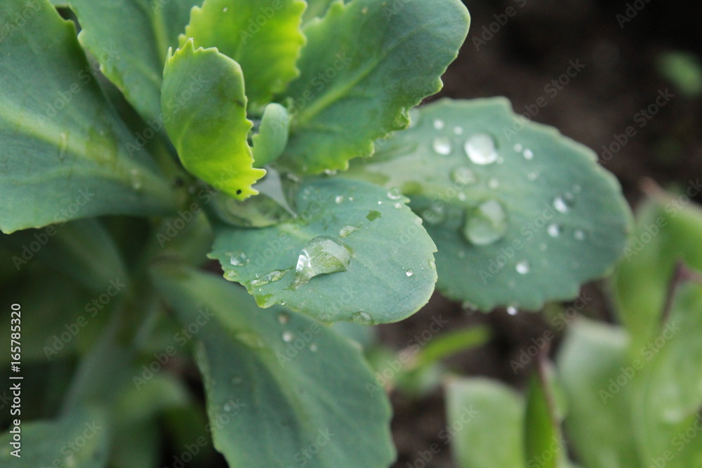Fototapeta premium A closeup of a green leaf with a raindrop