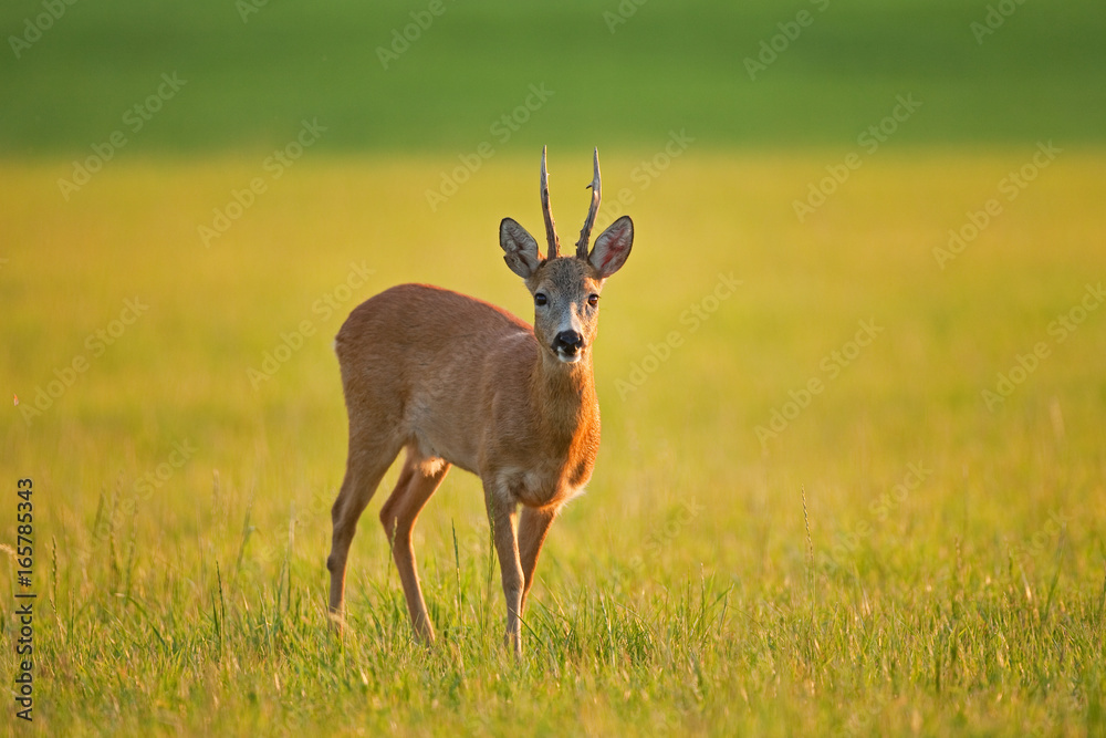 european roe deer, capreolus capreolus, Czech republic european roe deer, capreolus capreolus, Czech republic