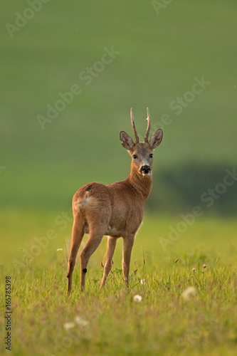 european roe deer  capreolus capreolus  Czech republic