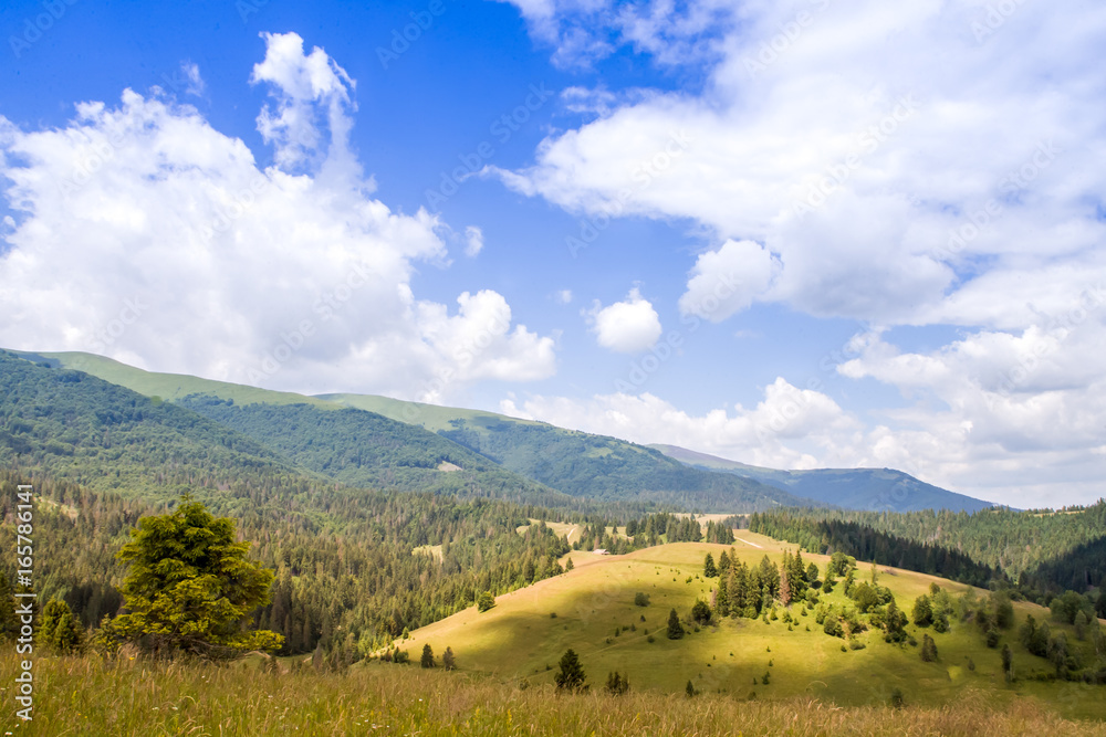 Naklejka premium Mountain valley during cloudy summer middle day. Natural summer landscape with flower fields in Carpathian mountains in Ukraine.