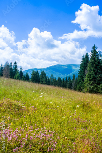 Mountain valley during cloudy summer middle day. Natural summer landscape with flower fields in Carpathian mountains in Ukraine.