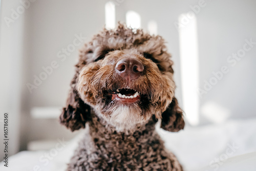 Brown Spanish Water Dog with lovely face and big brown eyes playing at home on the bed. Indoor portrait photo