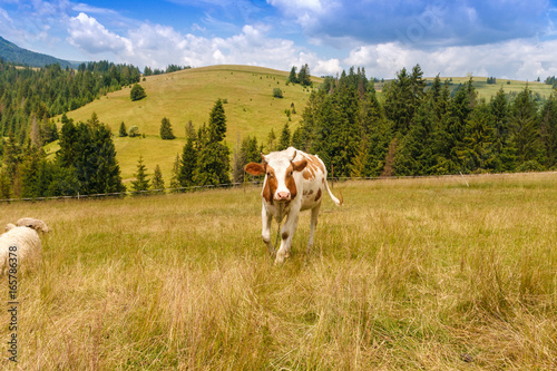 Natural summer landscape with grazing cow on flower fields in Carpathian mountains in Ukraine. Mountain valley during cloudy summer middle day.