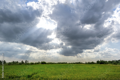 Landscape view of yellow rice field and clouds with the sun shining in rural Thailand © KanawatTH