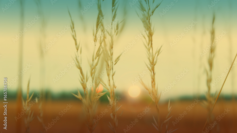 Background blurry the grass is not in focus. Green, blue, yellow, brown. Vintage retro style. Background blurry the grass is not in focus. Green, blue, yellow, brown. Vintage retro style.