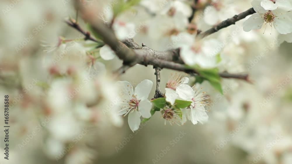 Flowers cherry tree blossom close up sunny day and warm weather with green leafs Flowers cherry tree blossom close up sunny day and warm weather with green leafs