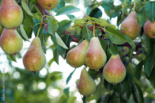 Ripe pears on the branches of a pear tree.