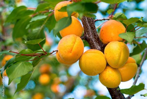 Ripe apricots on the branches of a tree.