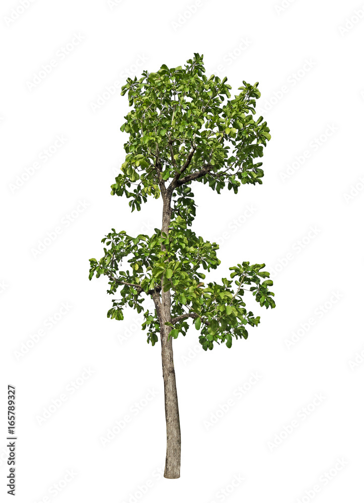 Closeup Tropical Tree on White Background, Clipping Path Closeup Tropical Tree on White Background, Clipping Path