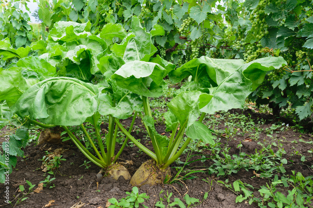 organic unharvested beet plant (Beta vulgaris) in the soil. White sugar beetroot organic unharvested beet plant (Beta vulgaris) in the soil. White sugar beetroot
