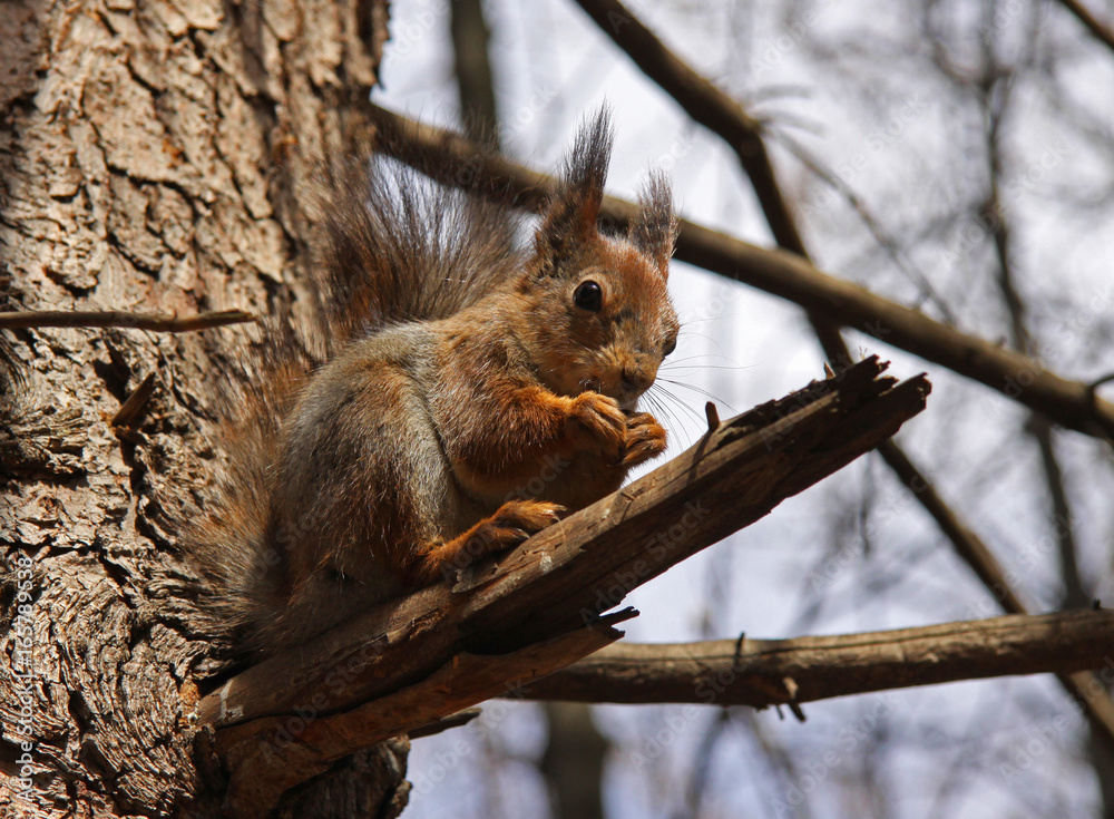 Squirrel sits on a tree and eats a nutlet Squirrel sits on a tree and eats a nutlet