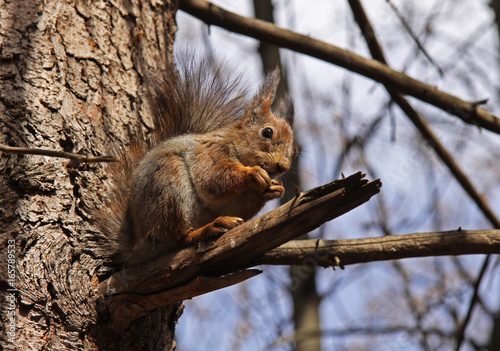 Squirrel sits on a tree and eats a nut