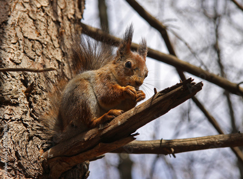 Squirrel sits on a tree and eats a nutlet