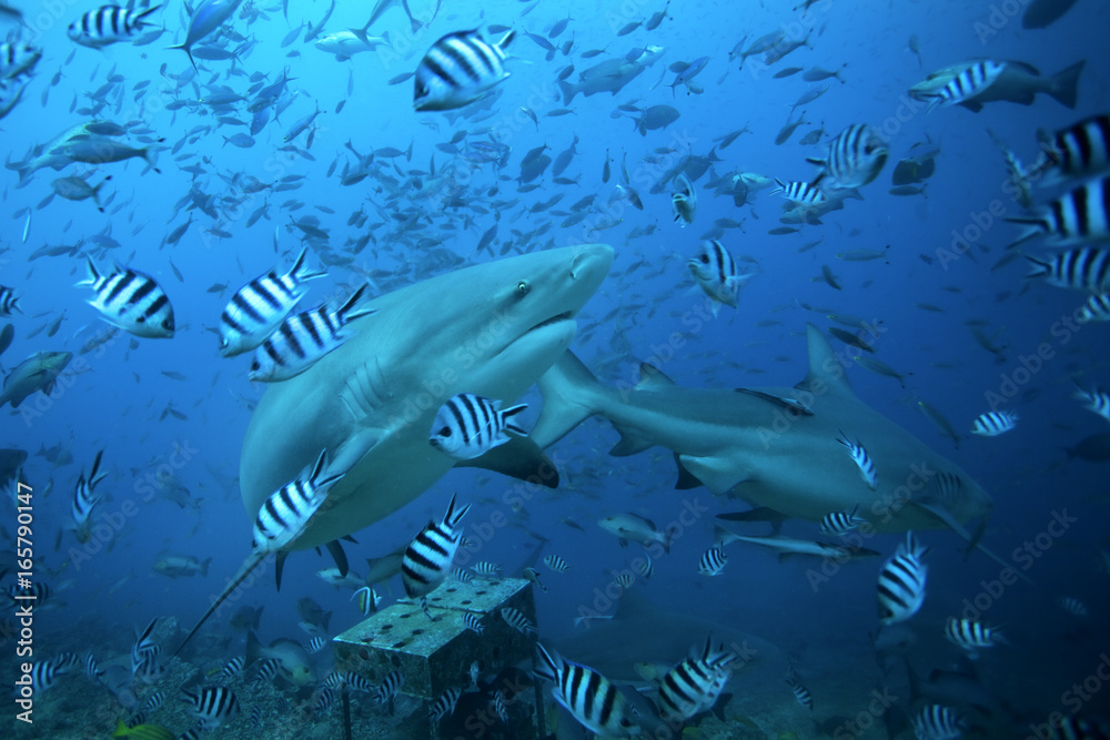 Fototapeta premium bull shark, carcharhinus leucas, Beqa lagoon, Fiji