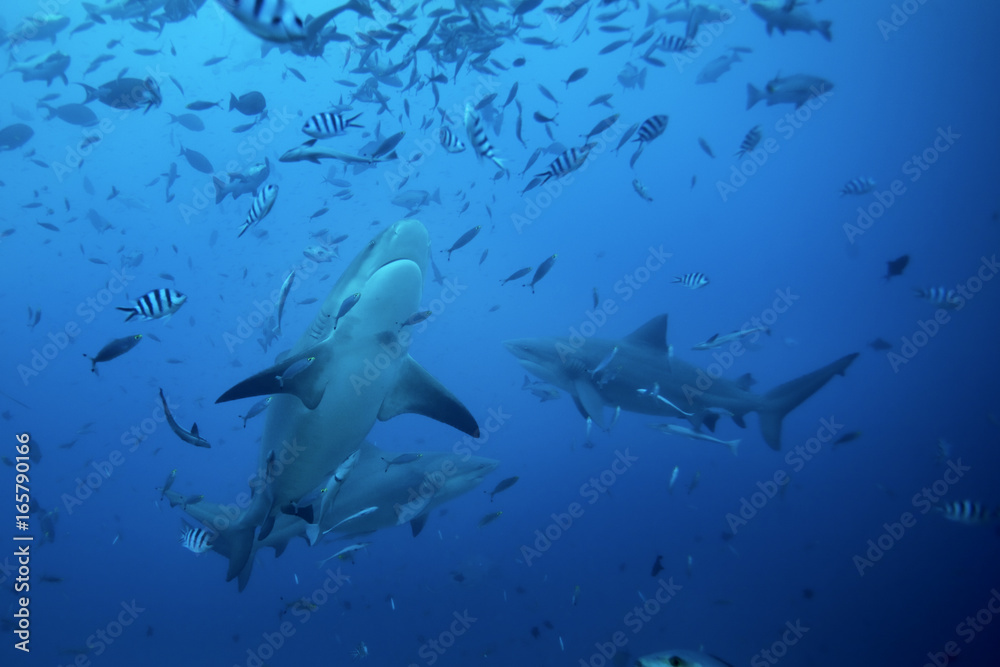 Fototapeta premium bull shark, carcharhinus leucas, Beqa lagoon, Fiji
