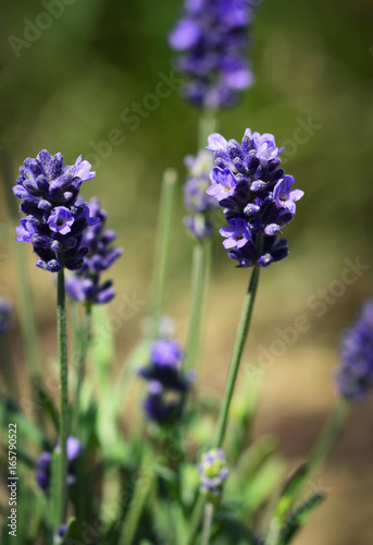 Fototapeta Naklejka Na Ścianę i Meble -  Group of lavender flowers