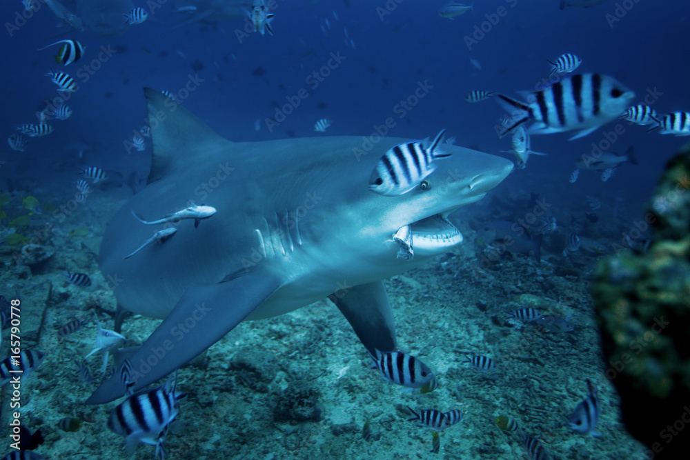 Obraz premium bull shark, carcharhinus leucas, Beqa lagoon, Fiji