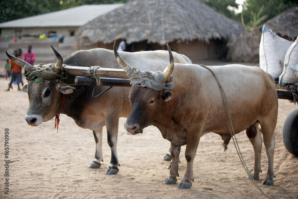 African village - two strong bulls in harness