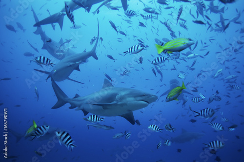 bull shark  carcharhinus leucas  Beqa lagoon  Fiji