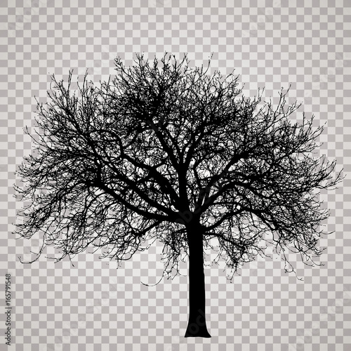 transparent tree 20160317_2048