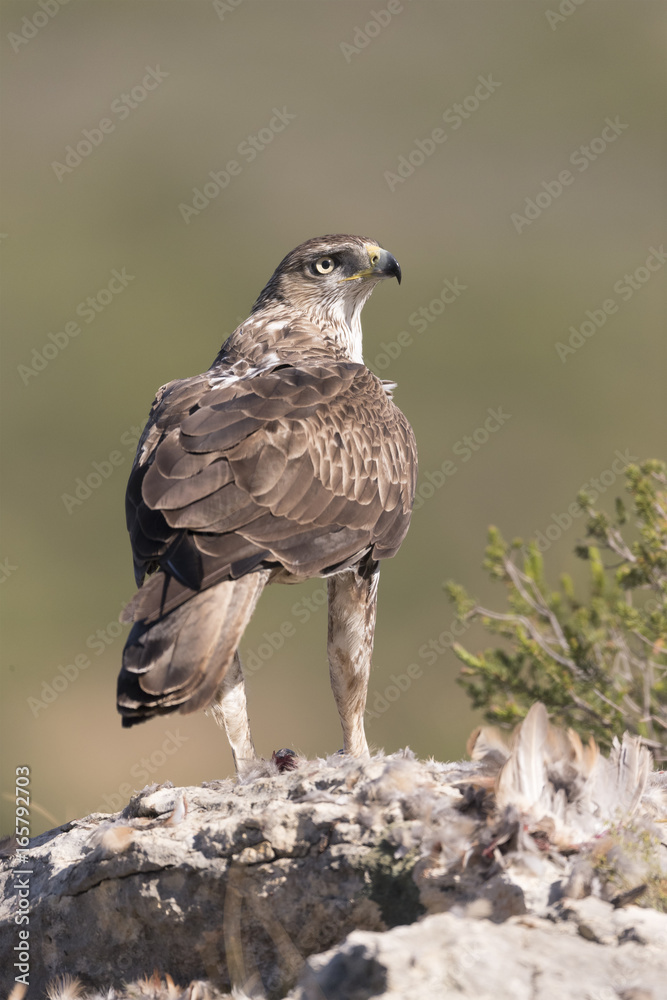 Fototapeta premium Bonelli's eagle_27