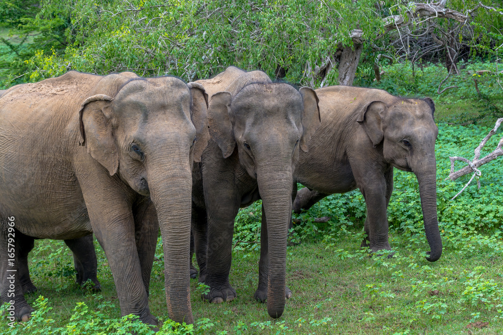 Wild Elephant Family Against Forest