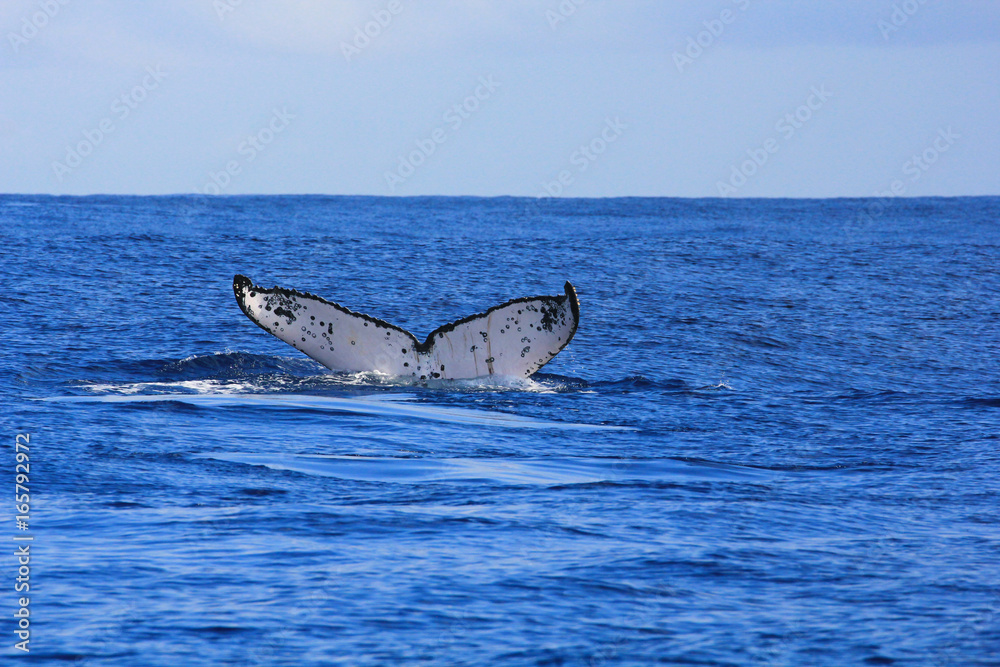 Fototapeta premium Saison baleine de l'île de la Réunion 2017 - Baleine et baleineau