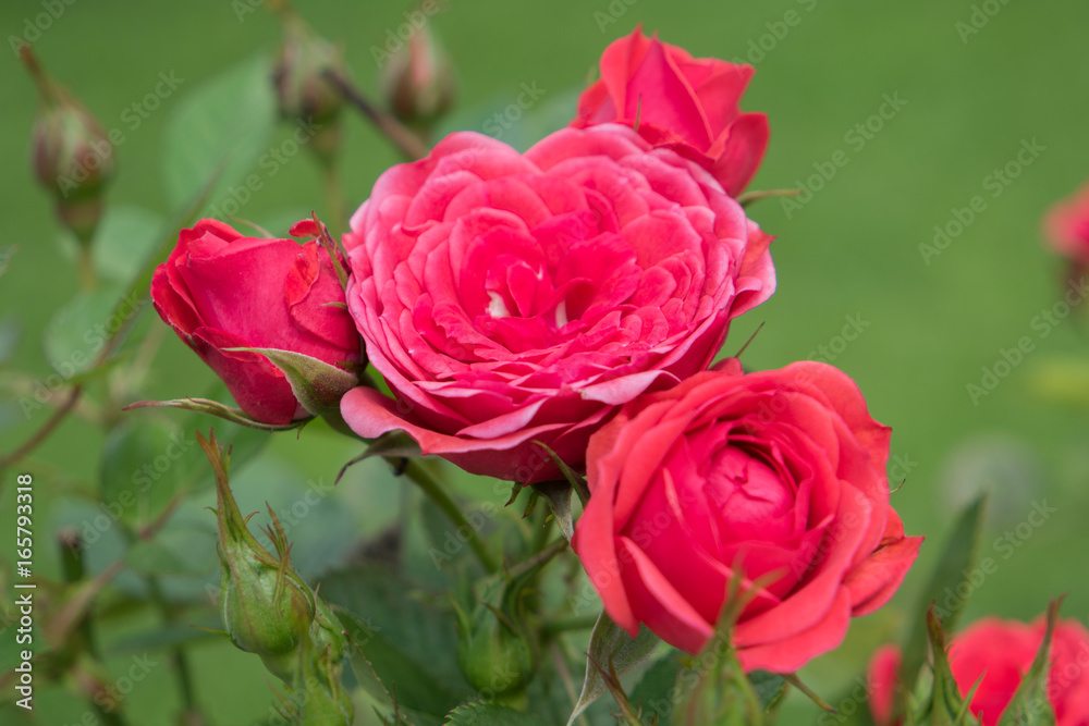Beautiful red roses close-up Beautiful red roses close-up