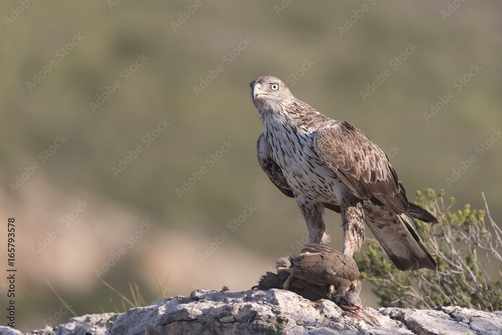 Fototapeta premium Bonelli's eagle_17