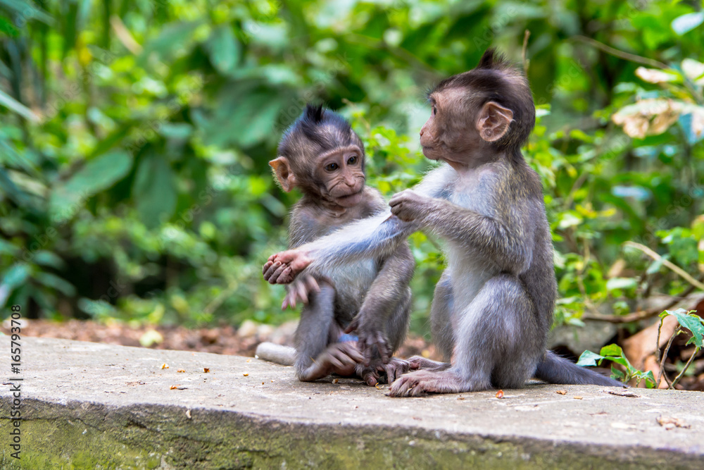Fototapeta premium Close Up VIew of Young Monkeys Seated on Jungle