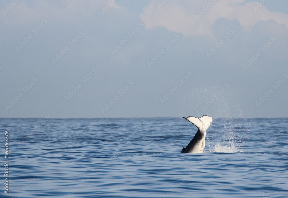 Fototapeta premium Saison baleine de l'île de la Réunion 2017 - Baleine et baleineau