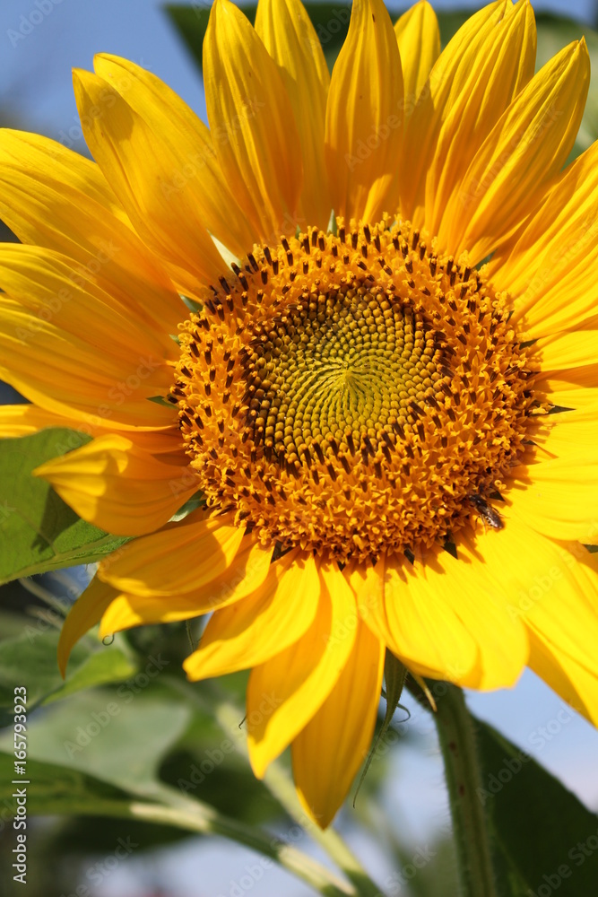 Sunflower flower lit by the sun Sunflower flower lit by the sun