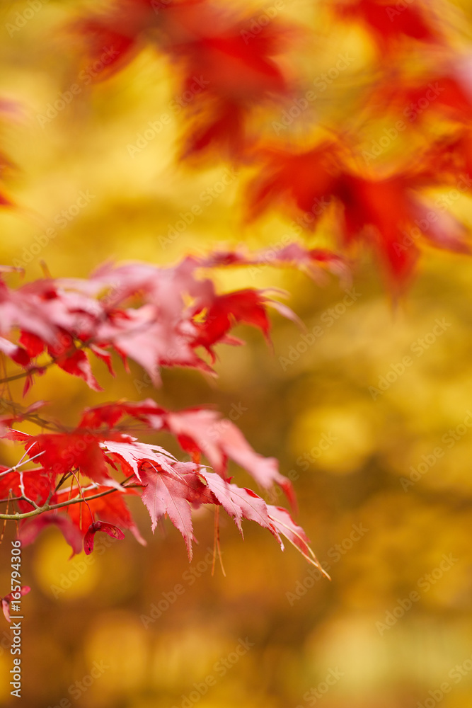 Red and Orange Autumn Leaves Background Red and Orange Autumn Leaves Background