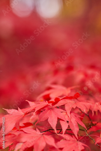 Red and Orange Autumn Leaves Background