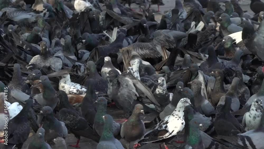 Many doves walk on the ground, slow motion shot Many doves walk on the ground, slow motion shot