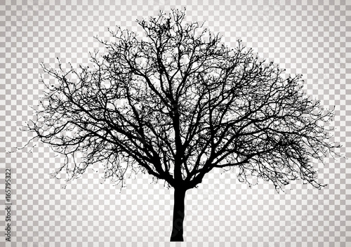 transparent tree 0793